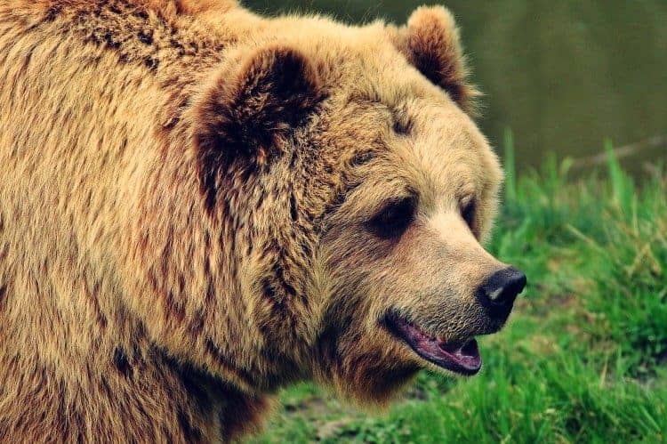 how to identify a kodiak bear-min