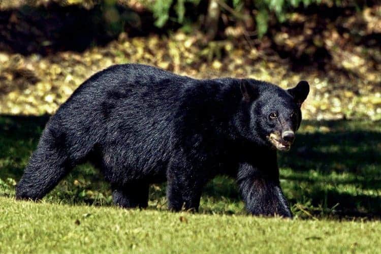 how to survive a black bear attack