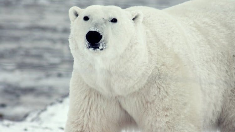 how to survive a polar bear attack