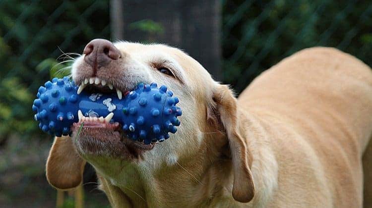 pets bug out bag supplies