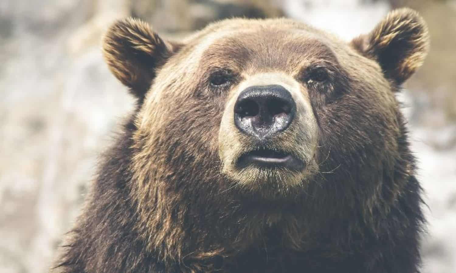 interesting facts about grizzly bears