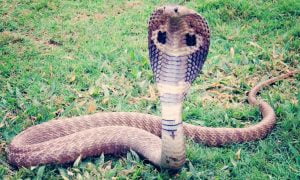 interesting facts about king cobras