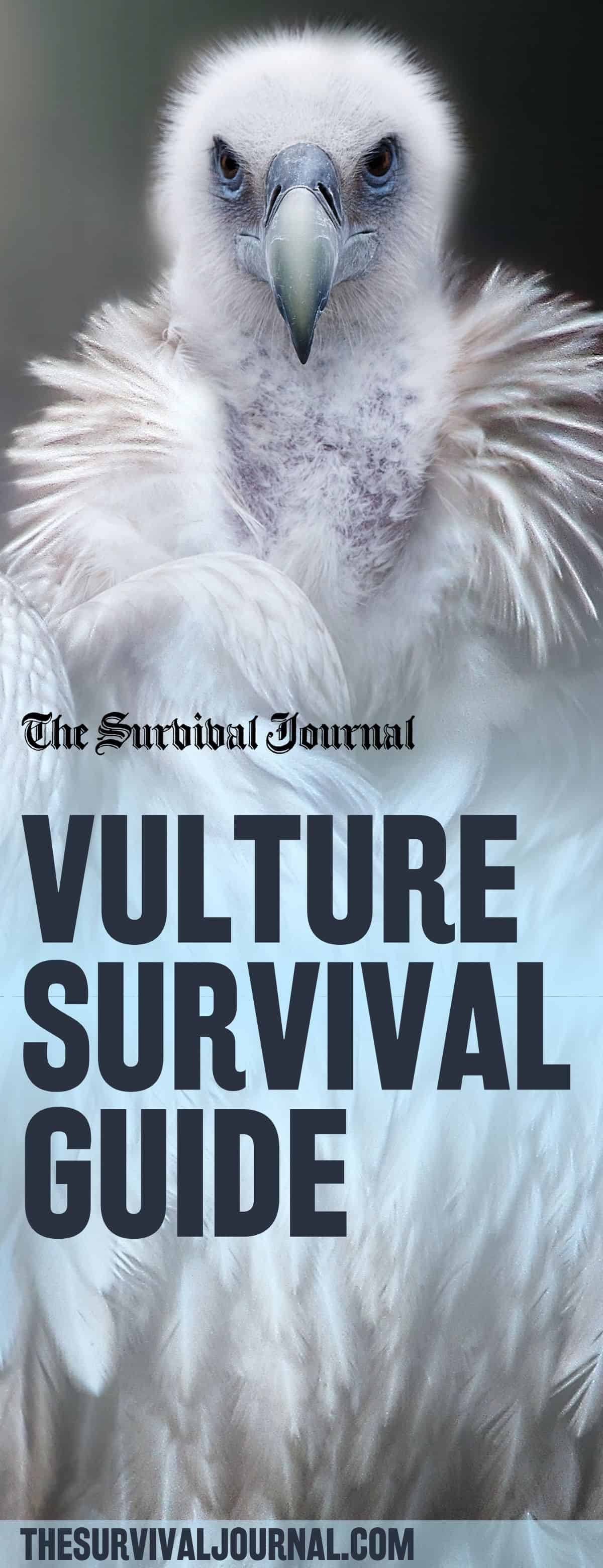 survive a vulture attack