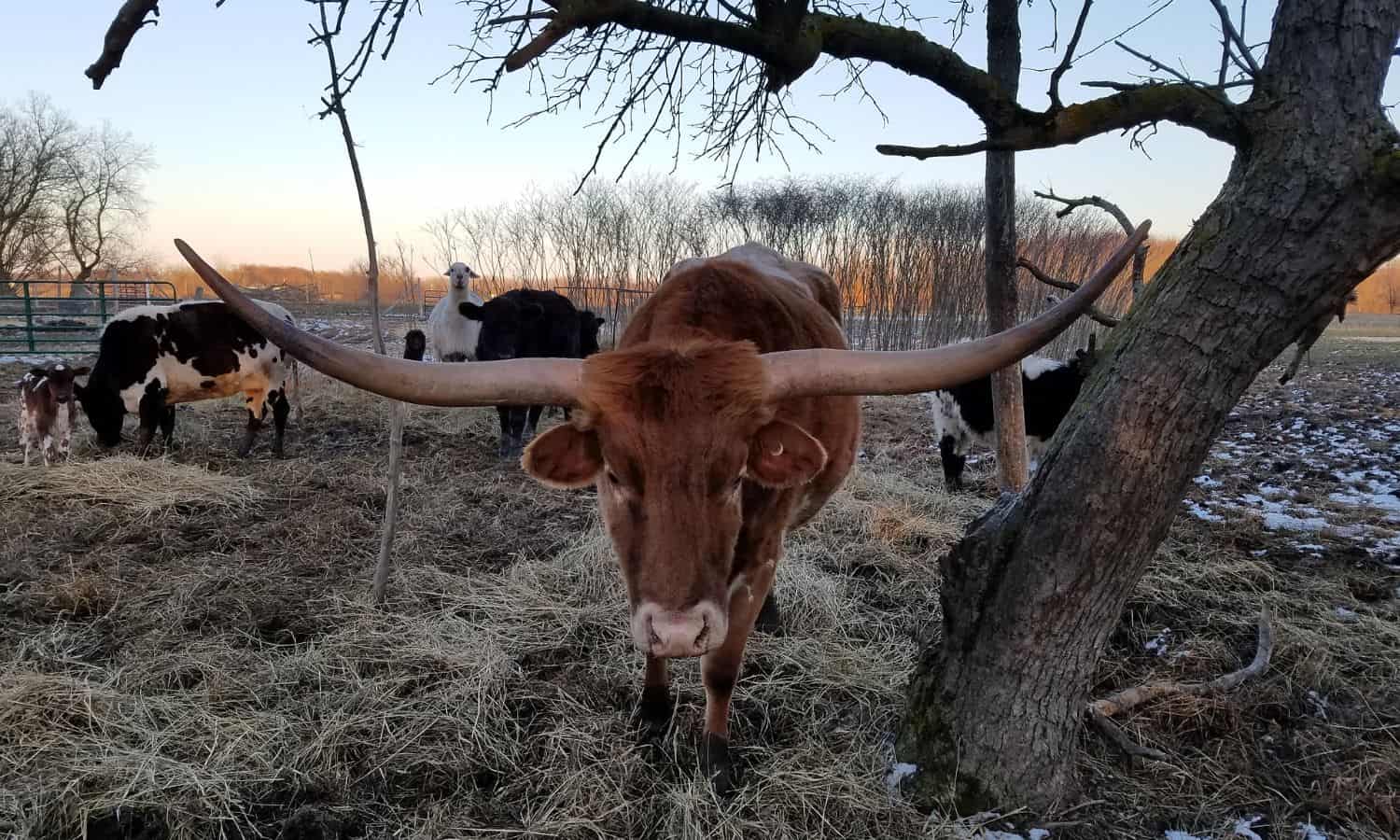 best cow breed texas longhorn