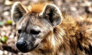how to survive a hyena attack
