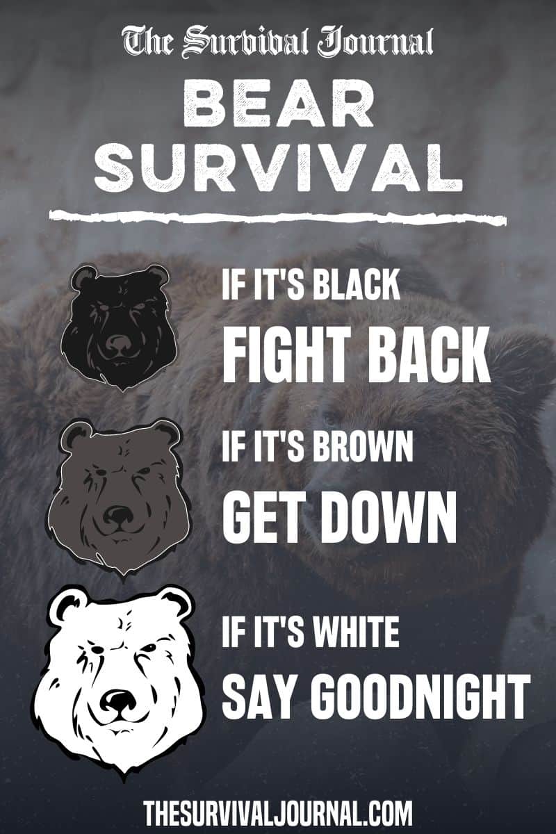 bear survival quote